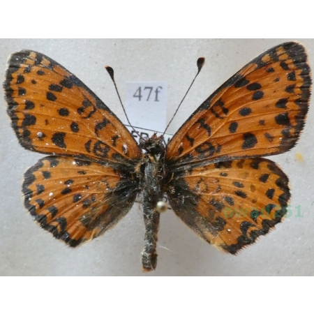 Melitaea didyma (Esper, 1778) male Przeplatka didyma France47f